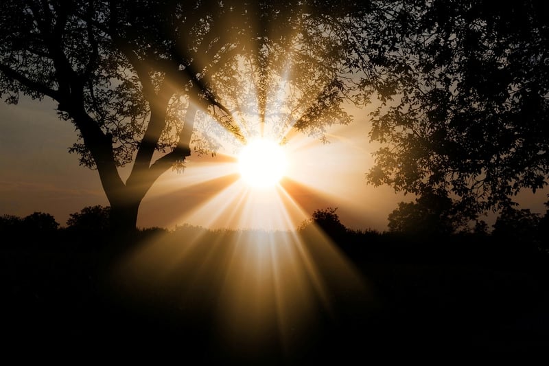 Sunlight Requirements