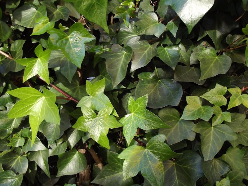English Ivy