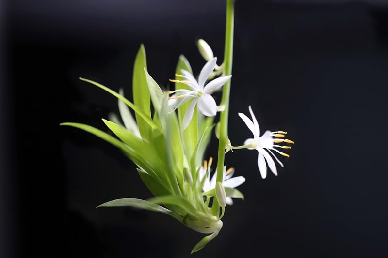 Spider Plant